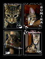 Sumira
